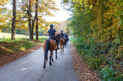 horse-program-thumbnail-1024x682